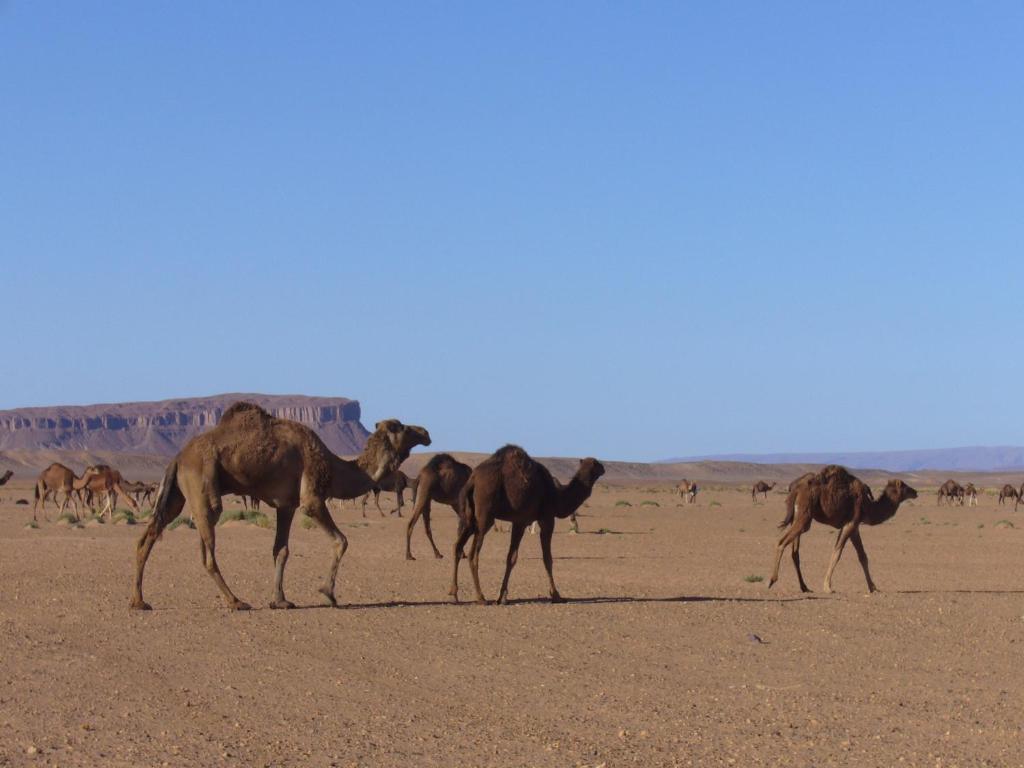 Villa Zagora Ma Villa Au Sahara Exteriér fotografie